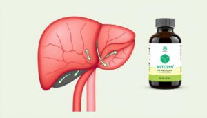 Diagram showing how the liver processes fat in the body with Mitolyn supplement bottle