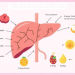 HepatoBurn: The Natural Approach to Liver Health and Metabolism Support
