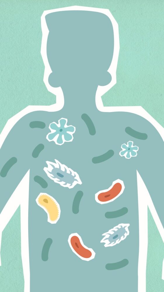 How P84 Links Your Gut to Better Energy All Day