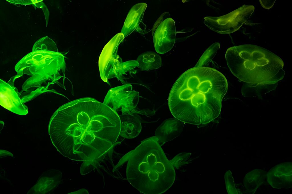 underwater photography of green jelly fish