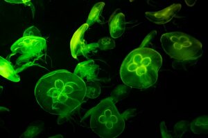 underwater photography of green jelly fish