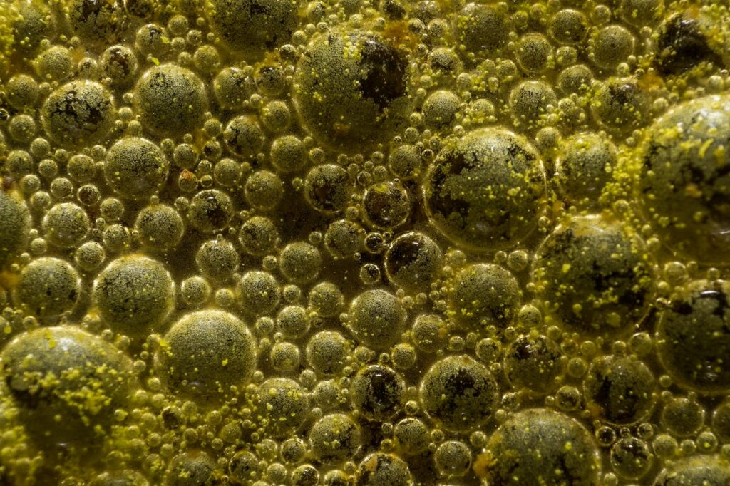 extreme close up on bacteria