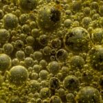 Boost Energy by Healing Your Gut Biome