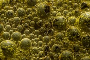 extreme close up on bacteria