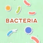 Keep Your Gut in Peak Condition: Why Your Second Brain Needs Far More Care Than You’re Currently Providing